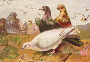 Gołębie (litografia kolorowa) autorstwa Harrison William Weir