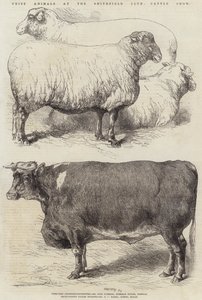 Zwierzęta nagrodzone na wystawie bydła Klubu Smithfield autorstwa Harrison William Weir