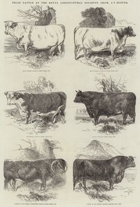Nagroda dla bydła na wystawie Królewskiego Towarzystwa Rolniczego w Exeter autorstwa Harrison William Weir