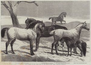 Nagrodzone konie na wystawie koni w Agricultural Hall, Islington autorstwa Harrison William Weir