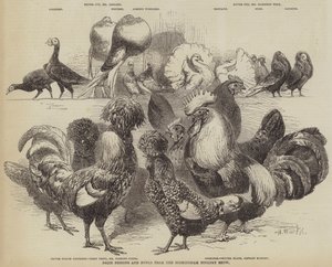 Nagrody Gołębie i Ptactwo z Birmingham Poultry Show
