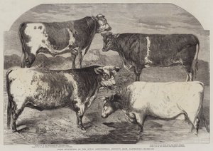 Nagroda Shorthorns na Royal Agricultural Society