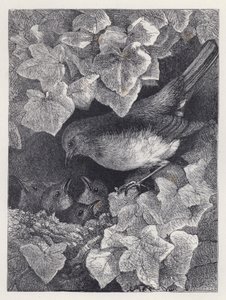 Robin wykładany przez swojego ojca (grafika) autorstwa Harrison William Weir