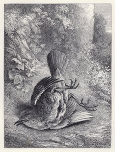 Robin oszołomiony upadkiem (rycina) autorstwa Harrison William Weir