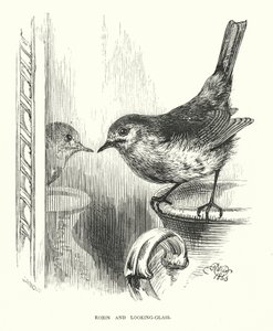 Rudzik i zwierciadło (grafika) autorstwa Harrison William Weir