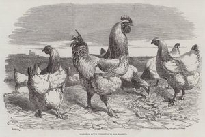 Shanghae Fowls przedstawione Jej Królewskiej Mości