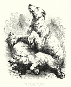 Niedźwiedzica i jej młode (grafika) autorstwa Harrison William Weir