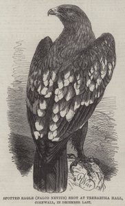 Orlik cętkowany (Falco Nevius) zastrzelony w Trebartha Hall w Kornwalii w grudniu zeszłego roku autorstwa Harrison William Weir