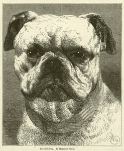 Bull-Dog autorstwa Harrison William Weir