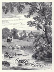 Kaczka Staw (grawerowanie) autorstwa Harrison William Weir