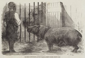 Hipopotam żeński w ogrodzie Towarzystwa Zoologicznego, Regent