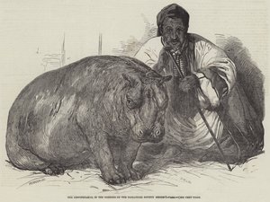 Hipopotam, w ogrodach Towarzystwa Zoologicznego, Regent
