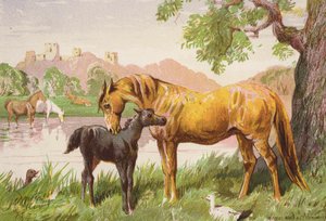 Zrujnowany zamek (kolorowa litografia) autorstwa Harrison William Weir
