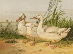 Białe kaczki Aylesbury (chromolitho) autorstwa Harrison William Weir