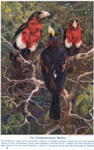Crimson Crested Barbets, ilustracja z „Wonders of Land and Sea”, wydanej przez Cassell, Londyn, 1914 autorstwa Harry Hamilton Johnston