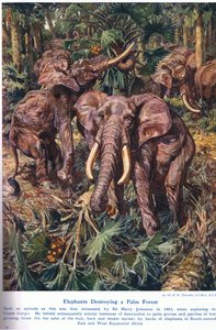 Słonie niszczące las palmowy, ilustracja z "Wonders of Land and Sea", opublikowana przez Cassell, Londyn, 1914 r. autorstwa Harry Hamilton Johnston
