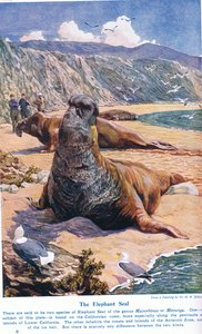 The Elephant Seal, ilustracja z „Wonders of Land and Sea”, wydanej przez Cassell, Londyn, 1914 autorstwa Harry Hamilton Johnston