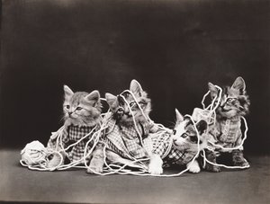 Seria kotków: Tangled in Yarn, ok. 1914 (srebrna odbitka)