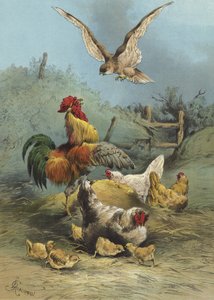 Sokół w zagrodzie drobiu (chromolitho)