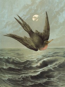 Fregata Ptak (chromolitho)