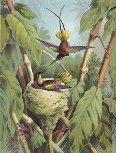 Koliber (chromolitho)