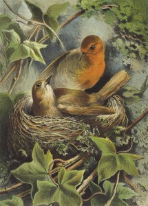 Robin i jego gniazdo (chromolitho) autorstwa Hector Giacomelli