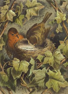 Robin, budując gniazdo (chromolitho)