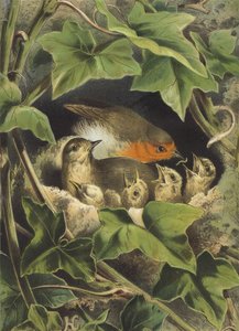 Robin, karmienie młodych (chromolitho) autorstwa Hector Giacomelli