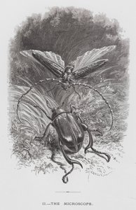 Owad: Mikroskop (rycina) autorstwa Hector Giacomelli