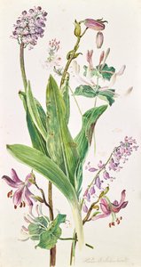 Turkuć podjadek, orchidea, wiciokrzew autorstwa Heinrich Carl Schubert