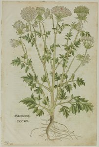 Kartka z Nowego Kreuterbuch Leonharta Fuchsa, tablica 97 Drzeworyty z ksiąg XVI w. autorstwa Heinrich Füllmaurer
