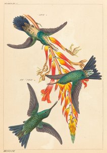 Trzy kolibry z rośliną autorstwa Heinrich Gottlieb Ludwig Reichenbach