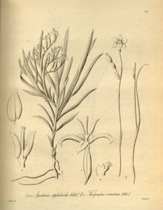 Apostasia wallichii (jako Apostasia stylidioides) - Thelymitra cornicina