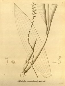 Ilustracja Pholidota camelostalix autorstwa Heinrich Gustav Reichenbach
