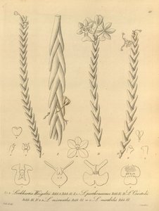 Lockhartia - Xenia vol 1 (1858) fig 40 autorstwa Heinrich Gustav Reichenbach