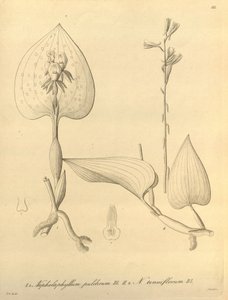 Ten plik pochodzi z Biblioteki Dziedzictwa Bioróżnorodności i jest dostępny online pod adresem: biodiversitylibrary.org/page/696488 autorstwa Heinrich Gustav Reichenbach