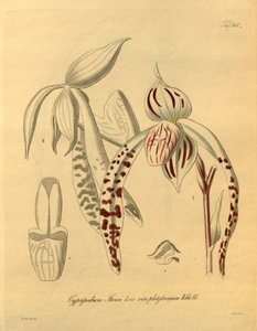Ten plik pochodzi z Biblioteki Dziedzictwa Bioróżnorodności i jest dostępny online pod adresem: biodiversitylibrary.org/page/698357