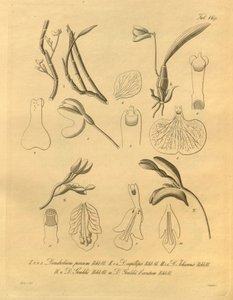 Ten plik pochodzi z Biblioteki Dziedzictwa Bioróżnorodności i jest dostępny w Internecie pod adresem: biodiversitylibrary.org/page/698365 autorstwa Heinrich Gustav Reichenbach