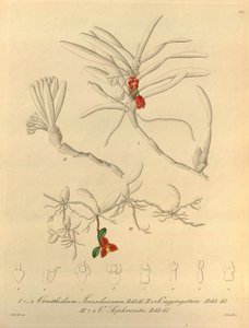 Ten plik pochodzi z Biblioteki Dziedzictwa Bioróżnorodności i jest dostępny online pod adresem: biodiversitylibrary.org/page/696484