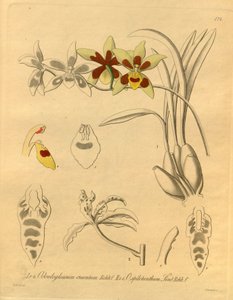 Ten plik pochodzi z Biblioteki Dziedzictwa Bioróżnorodności i jest dostępny online pod adresem: biodiversitylibrary.org/page/698370 autorstwa Heinrich Gustav Reichenbach