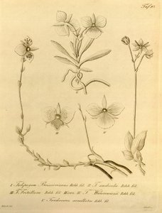 Ten plik pochodzi z Biblioteki Dziedzictwa Bioróżnorodności i jest dostępny online pod adresem: biodiversitylibrary.org/page/696497