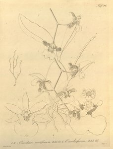 Ten plik pochodzi z Biblioteki Dziedzictwa Bioróżnorodności i jest dostępny online pod adresem: biodiversitylibrary.org/page/696498