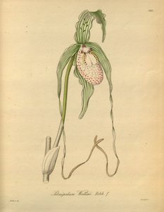 Ten plik pochodzi z Biblioteki Dziedzictwa Bioróżnorodności i jest dostępny online pod adresem: biodiversitylibrary.org/page/698377