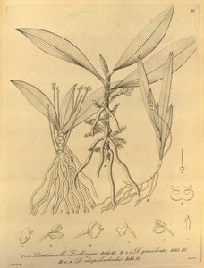 Ten plik pochodzi z Biblioteki Dziedzictwa Bioróżnorodności i jest dostępny w Internecie pod adresem: biodiversitylibrary.org/page/696486
