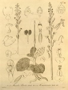 Ten plik pochodzi z Biblioteki Dziedzictwa Bioróżnorodności i jest dostępny online pod adresem: biodiversitylibrary.org/page/696496