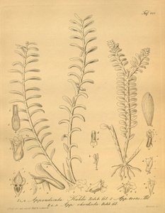 lustracje Appendicula kuhlii autorstwa Heinrich Gustav Reichenbach