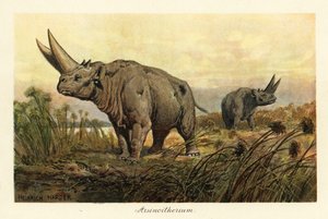 Arsinoitherium, wymarły rodzaj ssaka paenungulata., 1908 (Drukuj)