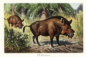 Entelodon, wymarły rodzaj enteledonta parzystokopytnego., 1908 (druk)