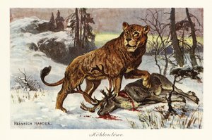 Eurazjatycki lew jaskiniowy, Panthera spelaea., 1908 (druk)
