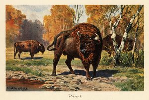 Żubr lub żubr na leśnej polanie. autorstwa Heinrich Harder